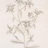 Golden starwort.