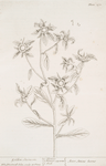 Golden starwort.