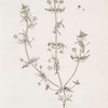 Female pimpernell.