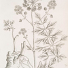Lovage.
