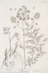 Lovage.