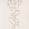 Sneezwort.