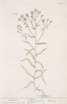 Sneezwort.