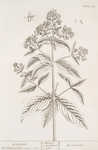 Loosestrife.