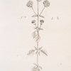 Wild marjoram.