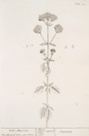 Wild marjoram.