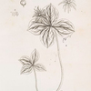 Herb Paris.