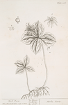 Herb Paris.