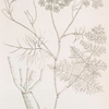 Fennel.
