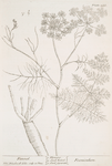 Fennel.
