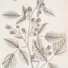 Raspberry bush