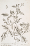 Raspberry bush