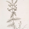 Horse mint.