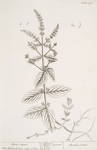 Horse mint.