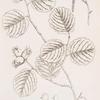 Hazel nut.