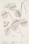 Hazel nut.