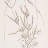 Broad leaved lavender.