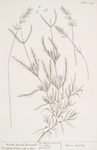Broad leaved lavender.
