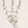 Hyssop.