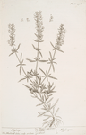 Hyssop.