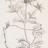 Eryngo.