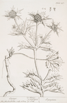 Eryngo.