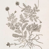 Camomile.