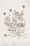 Camomile.