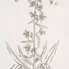 Vipers bugloss.