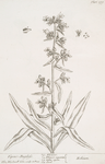 Vipers bugloss.