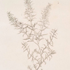 Winter savory.