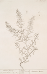 Winter savory.