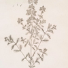 Sweet marjoram.