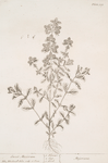 Sweet marjoram.
