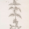 The roman nettle.