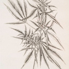 The female hemp.