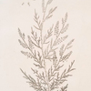 Tamarisk.
