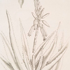 The succotrine aloe.