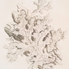Tree lungwort.