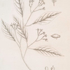 The clove.