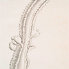 Euphorbium.