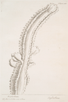 Euphorbium.