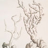 True white coral, white coral of the shops.