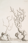True white coral, white coral of the shops.