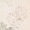 White coral.