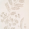 Acacia.