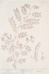 Acacia.