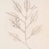 The camphire tree.