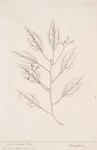 The camphire tree.