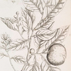 The orange tree.